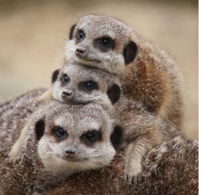 Meerkats at Cannon Hall Farm!