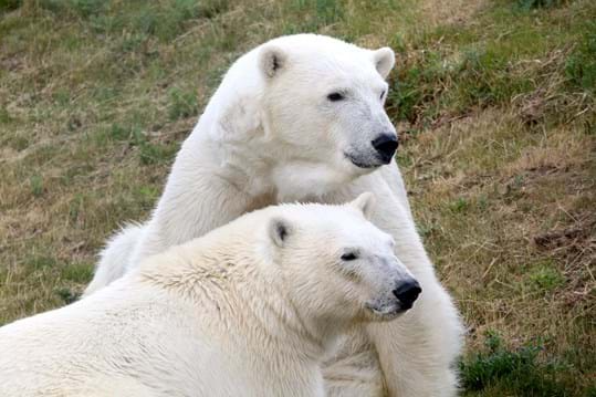 Polar Bears @ YWP!